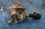 JDM 2003-2007 NISSAN MURANO TRANSFER CASE  VQ35DE 3.5L